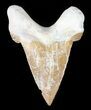 Auriculatus Shark Tooth - Dakhla, Morocco (Restored) #47846-1